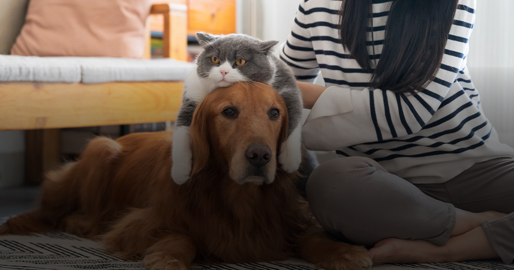 “….. our pets are like family, please insure